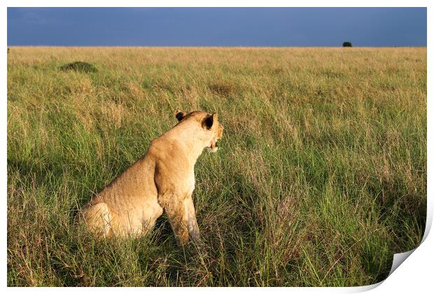 Impressive wild lions in the Savannah of Africa in the Masai Mar Print by Michael Piepgras
