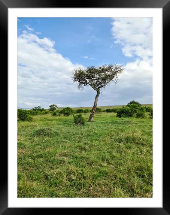 Typical African trees in the savannah of the Masai Mara Park in  Framed Mounted Print by Michael Piepgras