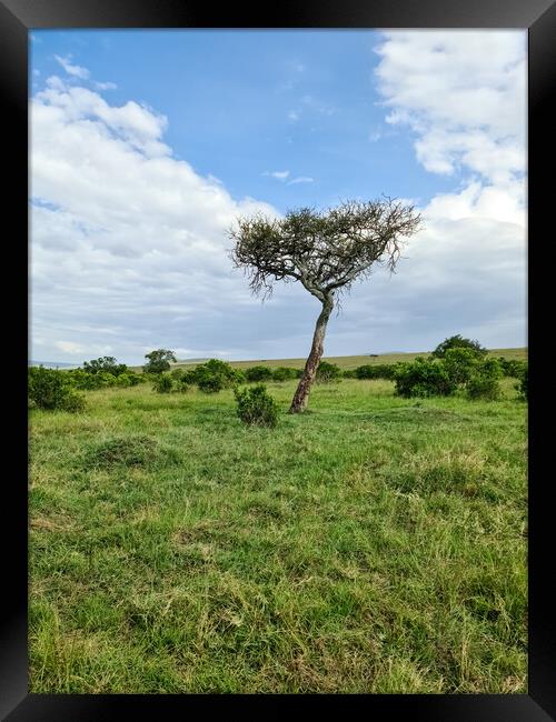 Typical African trees in the savannah of the Masai Mara Park in  Framed Print by Michael Piepgras