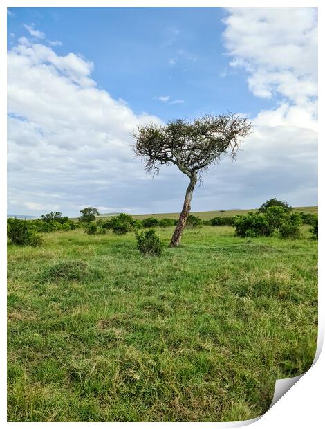 Typical African trees in the savannah of the Masai Mara Park in  Print by Michael Piepgras