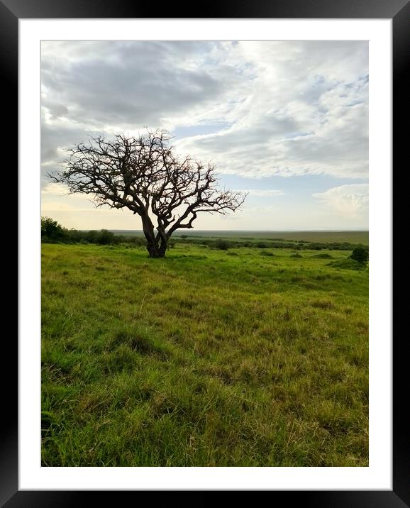 Typical African trees in the savannah of the Masai Mara Park in  Framed Mounted Print by Michael Piepgras