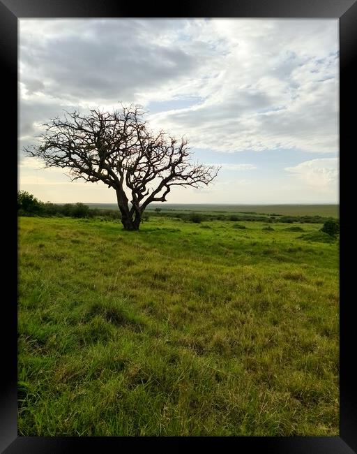 Typical African trees in the savannah of the Masai Mara Park in  Framed Print by Michael Piepgras
