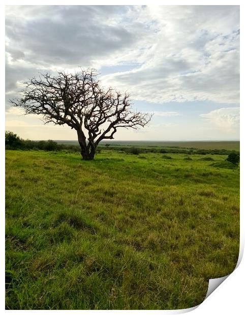 Typical African trees in the savannah of the Masai Mara Park in  Print by Michael Piepgras