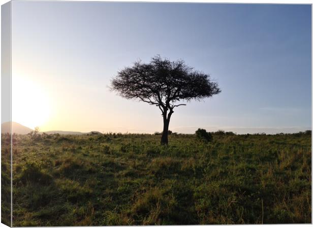 Typical African trees in the savannah of the Masai Mara Park in  Canvas Print by Michael Piepgras