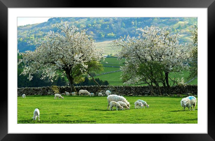 Ewes and lambs with Hawthorn blossom in ea Framed Mounted Print by Phil Brown