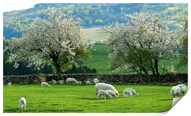 Ewes and lambs with Hawthorn blossom in ea Print by Phil Brown