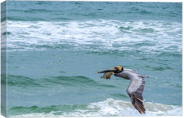 Brown Pelican Flies over the Gulf of Mexico Canvas Print by William Morgan