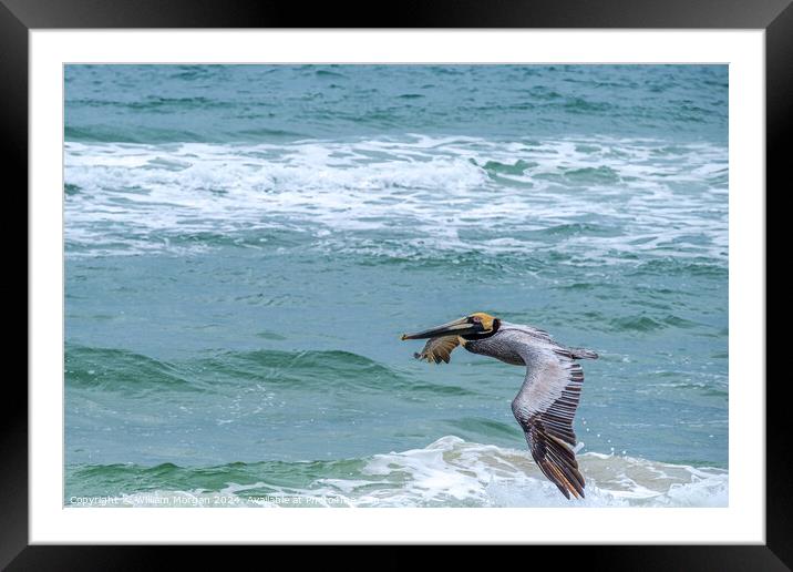 Brown Pelican Flies over the Gulf of Mexico Framed Mounted Print by William Morgan