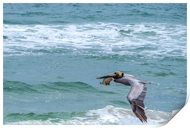 Brown Pelican Flies over the Gulf of Mexico Print by William Morgan