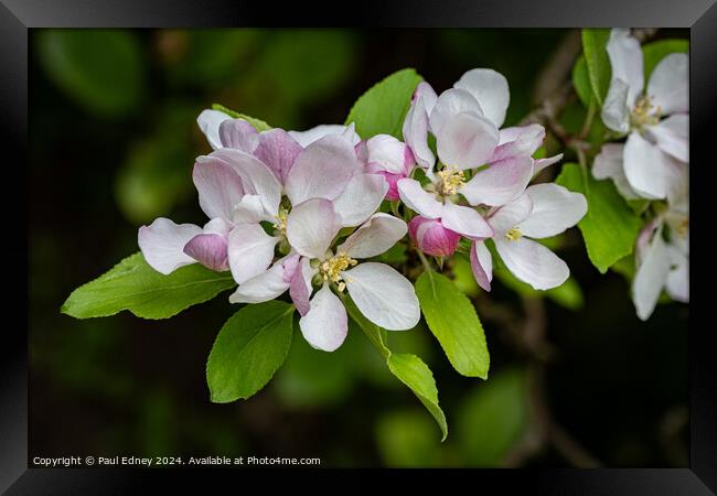Apple blossoms  Framed Print by Paul Edney