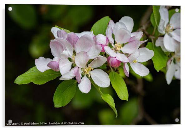 Apple blossoms  Acrylic by Paul Edney