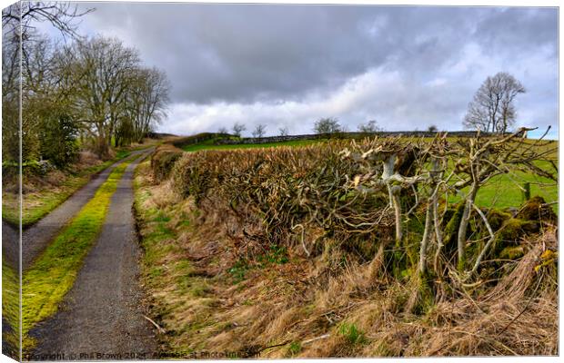 Trimmed field hedge Canvas Print by Phil Brown