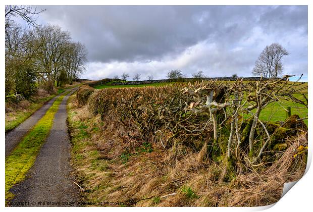 Trimmed field hedge Print by Phil Brown