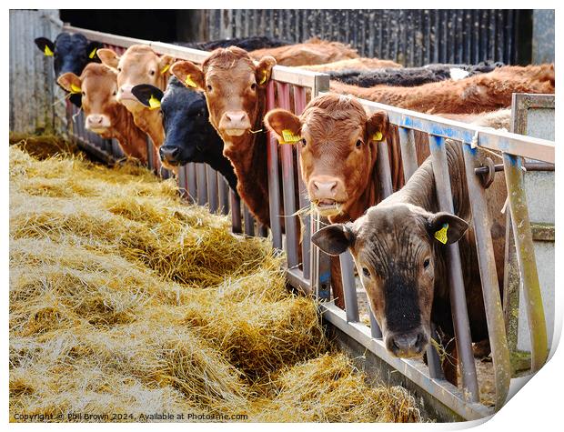 Beef cattle feeding  Print by Phil Brown