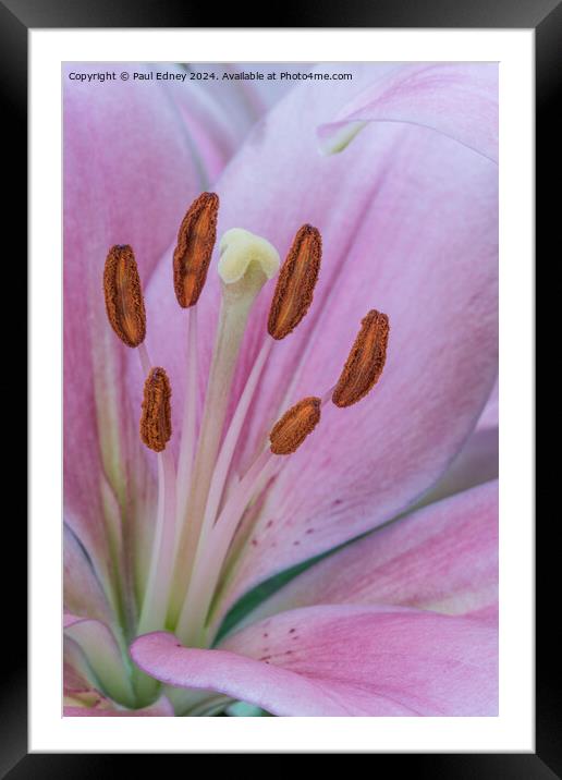Pink Lily macro 01 Framed Mounted Print by Paul Edney