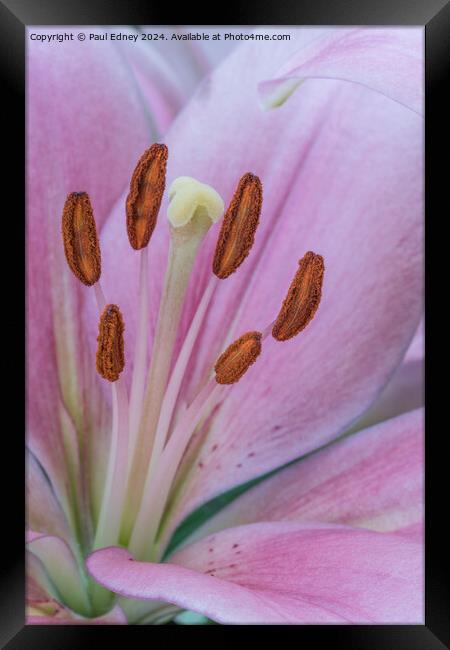 Pink Lily macro 01 Framed Print by Paul Edney