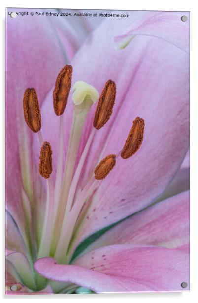 Pink Lily macro 01 Acrylic by Paul Edney