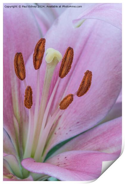Pink Lily macro 01 Print by Paul Edney