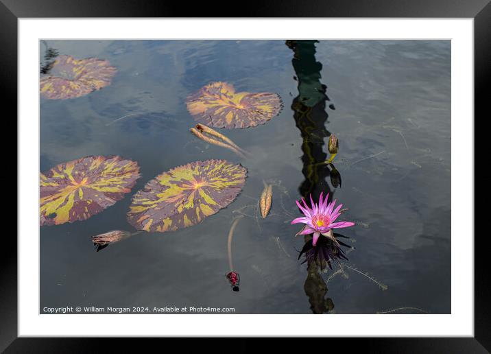 Pink Water Lily and Lily Pads in a Pond Framed Mounted Print by William Morgan