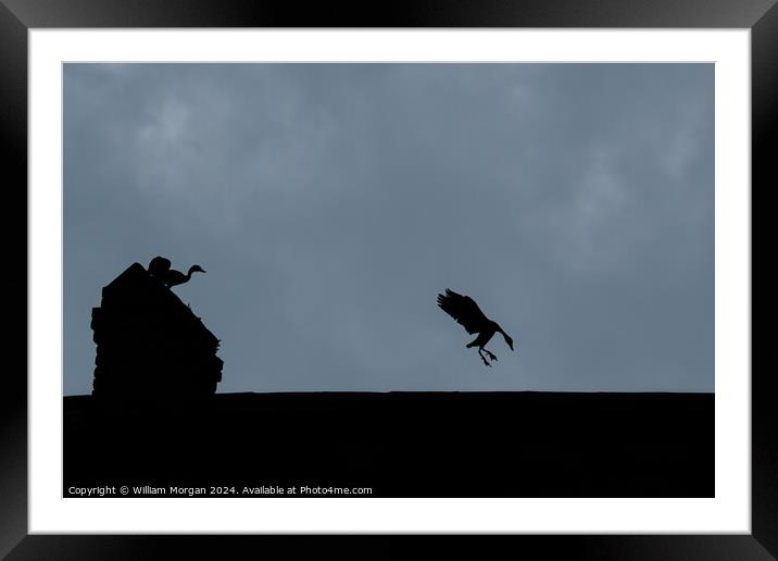 Black-bellied Whistling Ducks on a Rooftop in Silhouette Framed Mounted Print by William Morgan