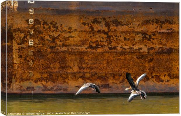 Black-bellied Whistling Ducks in Flight in front of Rusted River Barge Canvas Print by William Morgan