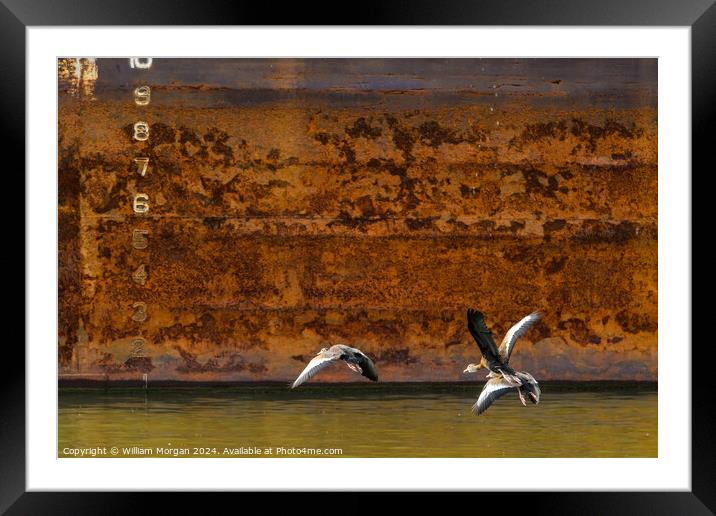 Black-bellied Whistling Ducks in Flight in front of Rusted River Barge Framed Mounted Print by William Morgan
