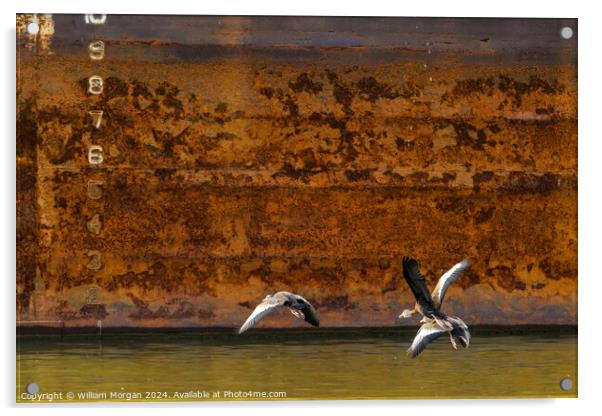 Black-bellied Whistling Ducks in Flight in front of Rusted River Barge Acrylic by William Morgan