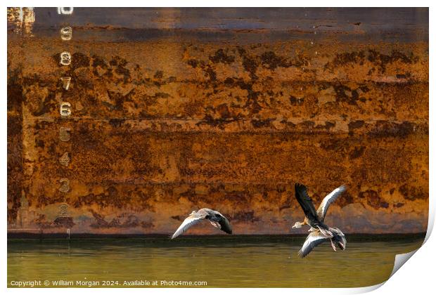 Black-bellied Whistling Ducks in Flight in front of Rusted River Barge Print by William Morgan