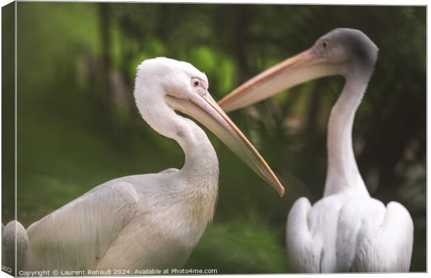 Couple of american white pelicans - pelecanus erythrorhynchos- P Canvas Print by Laurent Renault