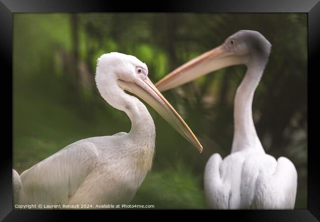 Couple of american white pelicans - pelecanus erythrorhynchos- P Framed Print by Laurent Renault