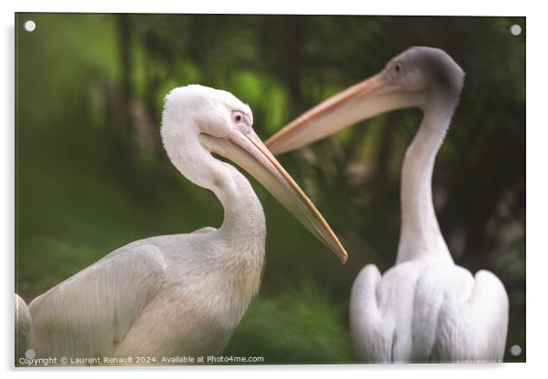 Couple of american white pelicans - pelecanus erythrorhynchos- P Acrylic by Laurent Renault