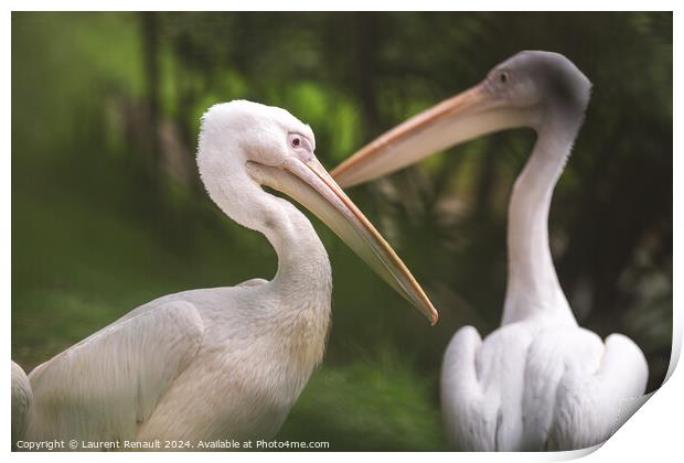 Couple of american white pelicans - pelecanus erythrorhynchos- P Print by Laurent Renault