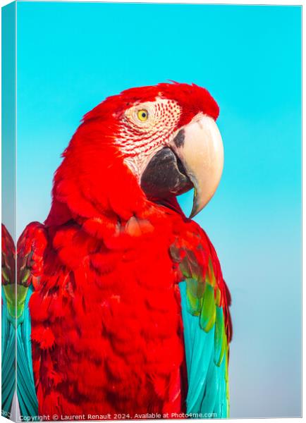 Red Scarlet macaw bird, vibrant colors photography Canvas Print by Laurent Renault