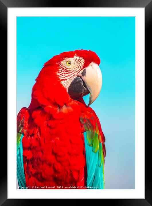 Red Scarlet macaw bird, vibrant colors photography Framed Mounted Print by Laurent Renault