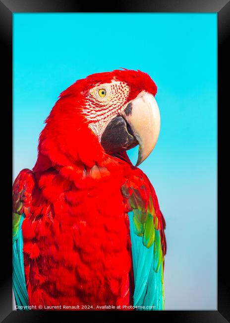 Red Scarlet macaw bird, vibrant colors photography Framed Print by Laurent Renault