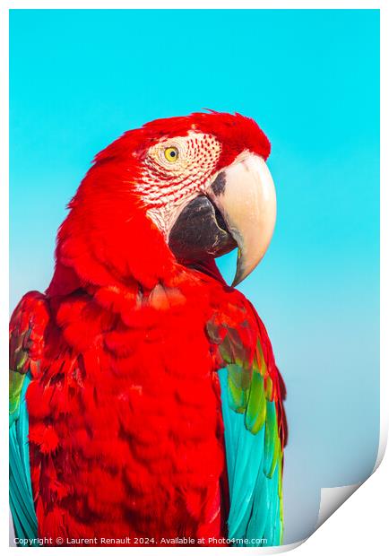 Red Scarlet macaw bird, vibrant colors photography Print by Laurent Renault