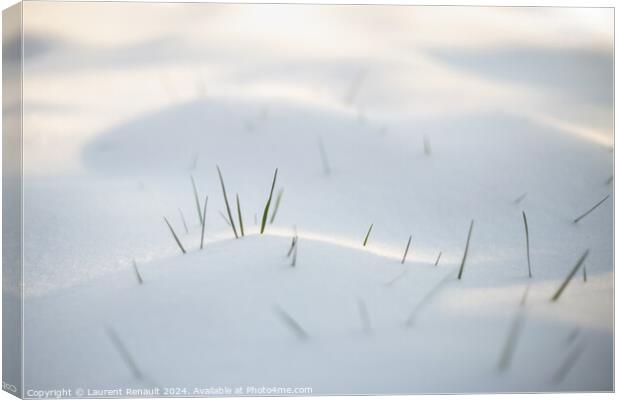 Spring grass emerging from white snow Canvas Print by Laurent Renault