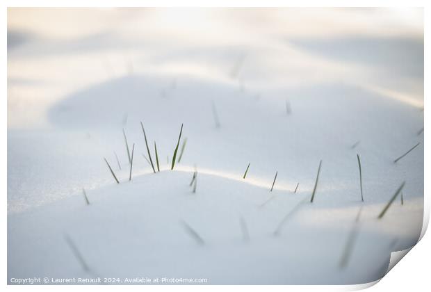 Spring grass emerging from white snow Print by Laurent Renault
