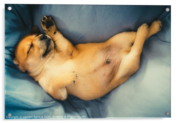 Newborn puppy sleeping  on blanket Acrylic by Laurent Renault