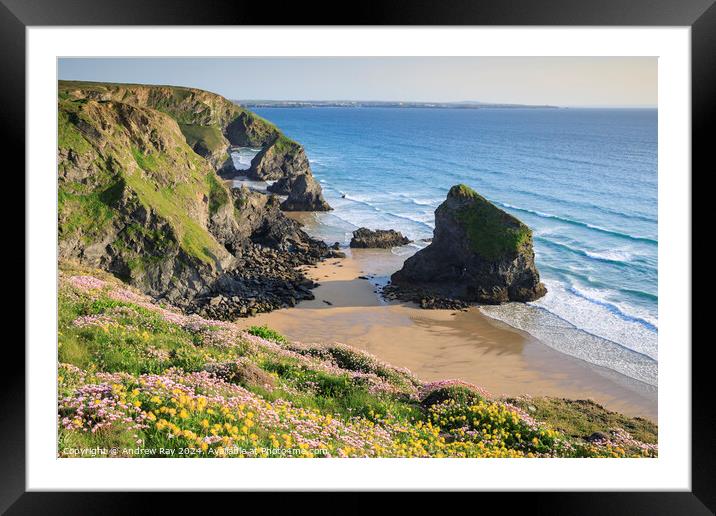 Spring floral display (Bedruthan Steps)  Framed Mounted Print by Andrew Ray