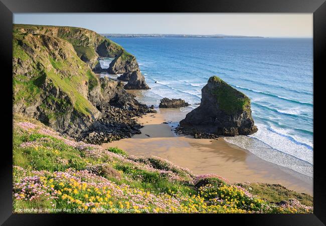 Spring floral display (Bedruthan Steps)  Framed Print by Andrew Ray