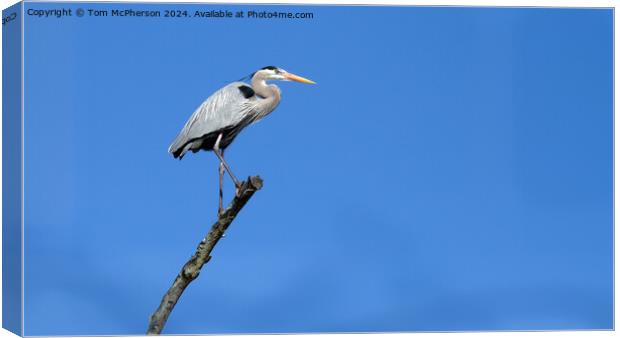 Great Blue Heron Canvas Print by Tom McPherson