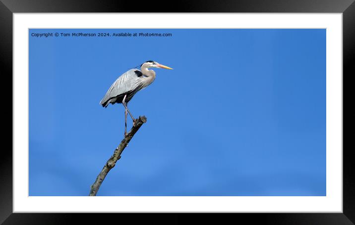 Great Blue Heron Framed Mounted Print by Tom McPherson