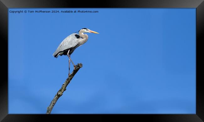 Great Blue Heron Framed Print by Tom McPherson