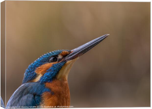 Kingfisher (male) Canvas Print by Donna Smith