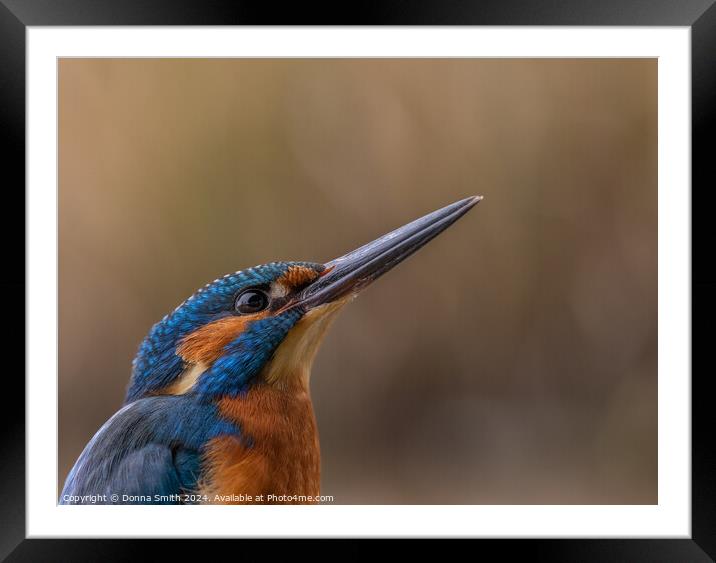 Kingfisher (male) Framed Mounted Print by Donna Smith