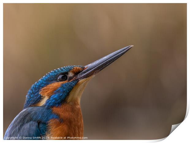 Kingfisher (male) Print by Donna Smith