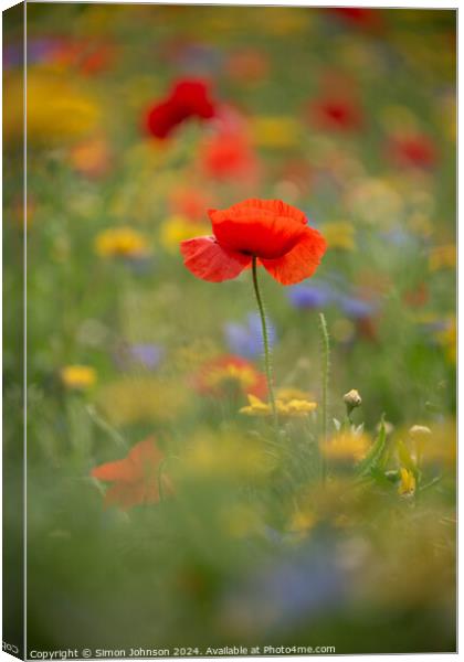 A close up of a Poppy flower Canvas Print by Simon Johnson