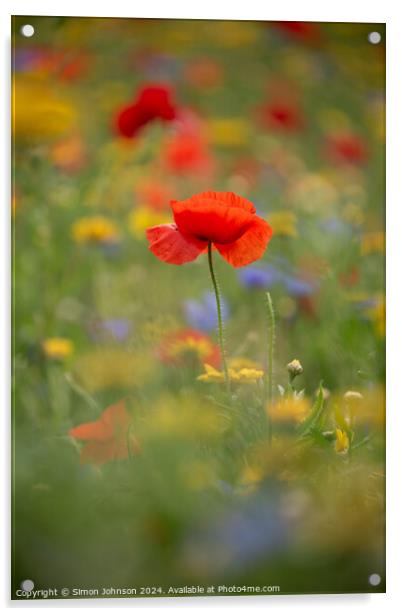 A close up of a Poppy flower Acrylic by Simon Johnson