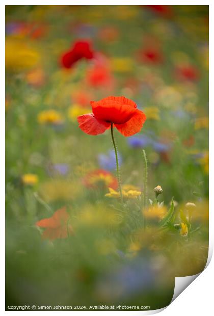 A close up of a Poppy flower Print by Simon Johnson